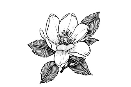 Photo for Hand drawn magnolia flower ink sketch. Engraving style vector illustration - Royalty Free Image