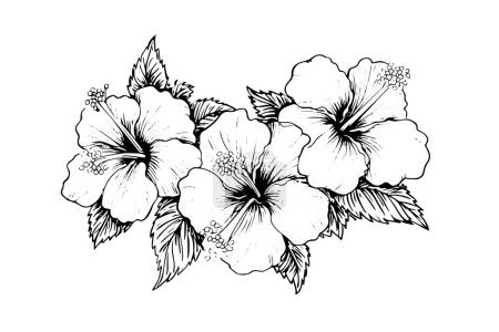 Photo for Hibiscus flowers in a vintage woodcut engraved etching style. Vector illustration - Royalty Free Image