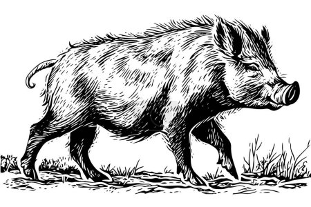 Wildschwein oder Wildschwein Zeichnung Tusche Skizze, Vintage-Stil Vektor Illustration graviert