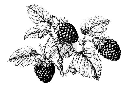 Photo for Blackberry fruit hand drawn ink sketch. Engraved style vector illustration - Royalty Free Image
