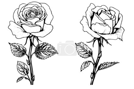 Photo for Set of rose flower hand drawn ink sketch. Engraving style vector illustration - Royalty Free Image