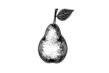 Vintage Pear Illustration: Hand-Drawn Vector Sketch of Pyrus Fruit in Engraved Style