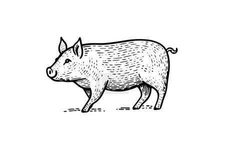 Photo for Vintage Pig Vector Sketch: Hand-Drawn Illustration of Farm Animal - Royalty Free Image