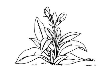 Plant with leaves hand drawn ink sketch. Engraved style vector illustration