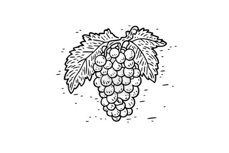 Vintage Grape Vine Sketch: Hand-Drawn Vector Illustration of Winery