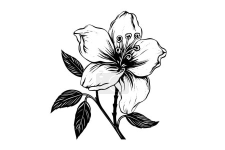 Photo for Vintage Floral Vector: Hand-Drawn Line Art with Hibiscus and Rose Elements - Royalty Free Image