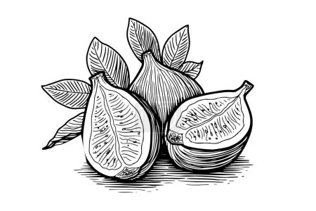 Figs fruit hand drawn ink sketch. Engraved style vector illustration