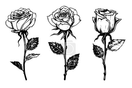 Photo for Vintage Floral Elegance: Hand-Drawn Rose Vector Sketch in Monochrome Engraved Pack - Royalty Free Image