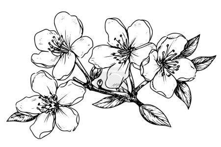 Photo for Sakura flower hand drawn ink sketch. Engraved style vector illustration - Royalty Free Image