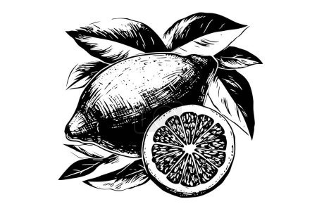 Photo for Vintage Citrus Sketch: Hand-Drawn Lemon and Lime with Floral Accents - Royalty Free Image