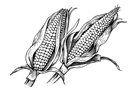 Vintage Corn Illustration: Hand-Drawn Woodcut Vector Sketch of Maize Ear