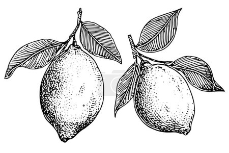 Photo for Hand drawn ink sketch vector illustration of lemon. Citrus in engraving style vector illustration - Royalty Free Image