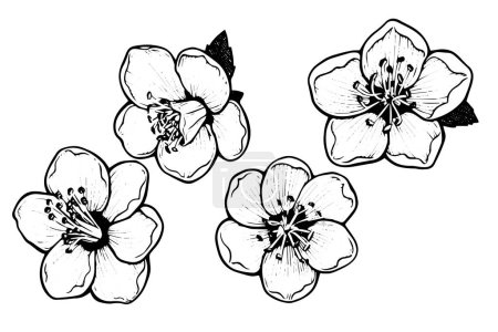 Photo for Sakura flower set hand drawn ink sketch. Engraved style vector illustration - Royalty Free Image