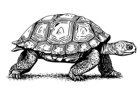 Turtle hand drawn ink sketch. Engraved style vector illustration