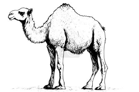 Camel hand drawn ink sketch. Engraved style vector illustration