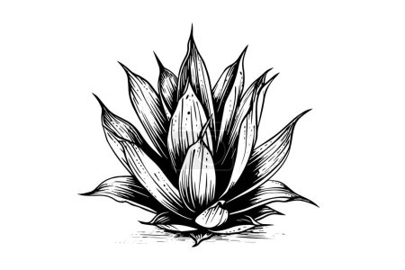 Photo for Blue agave ink sketch. Tequila ingredient vector drawing. Engraving illustration of mexican plant - Royalty Free Image