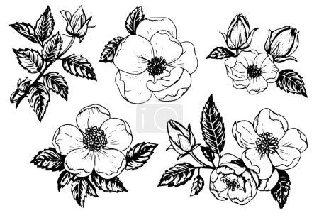 Wild rose hand drawn ink sketch. Flower in engraved retro style vector illustration