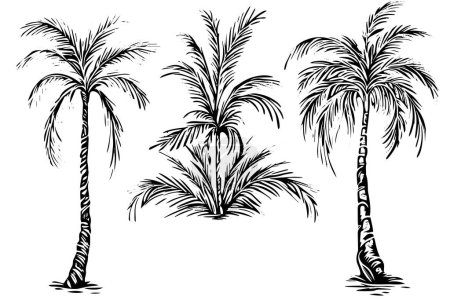 Vintage Hand-Drawn Palm Tree Sketch Vector Illustration: Retro Tropical Coconut Trees
