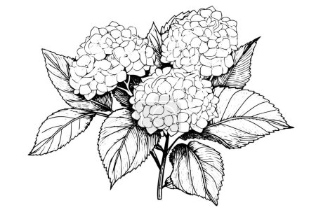 Photo for Vintage Hand-Drawn Hydrangea Vector Illustration: Sketch of Hortensia Flower, Floral Design - Royalty Free Image