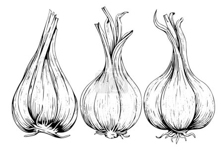 Photo for Vintage Vector Hand-Drawn Garlic Sketch: Illustration of Cloves and Bulb, with Pepper, Rosemary, and Parsley Accents - Royalty Free Image