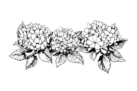 Photo for Hand drawn ink sketch hydrangea flowers. Vector illustration in engraving style - Royalty Free Image