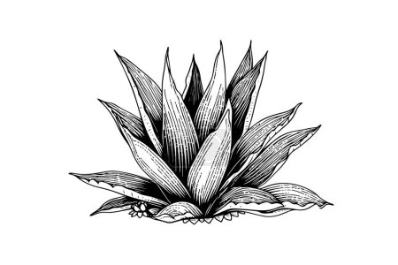 Blue agave ink sketch. Tequila ingredient vector drawing. Engraving illustration of mexican plant