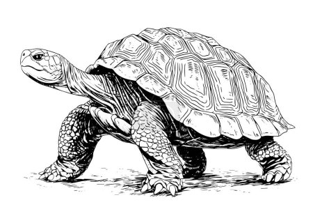 Ilustración de Turtle hand drawn ink sketch. Engraved style vector illustration - Imagen libre de derechos