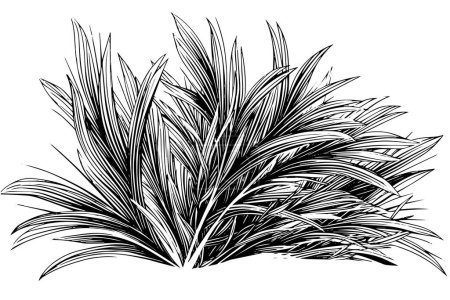 Vintage Hand-Drawn Grass Vector Sketch. Engraved style plant illustration