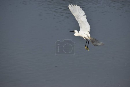 A beautiful Indian egret is seen flying at low level over the lake waters in the morning hours