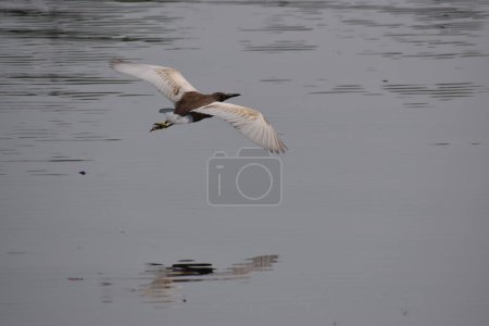 A pond heron is seen flying just over the water surface of a lake moving from one part of lake to another part.