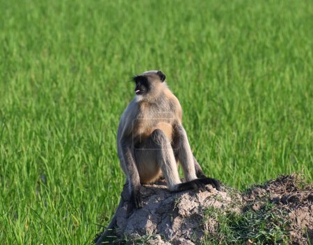 Un singe Langur indien est vu assis sur un mur de grappe d'un champ agricole dans la matinée et regardant autour