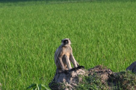 An Indian Langur monkey is seen sitting on a bund wall of an agricultural field in the morning hours