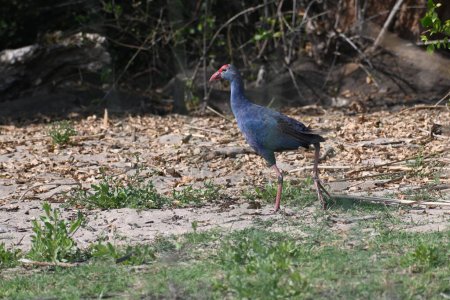 A close up of  grey headed swamp hen 