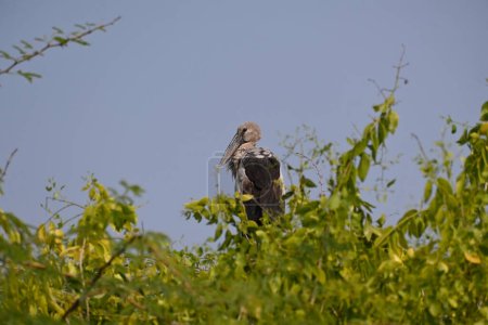 An asian open bill  stork in the natural environment