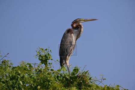 Purple heron perched on a tree branch