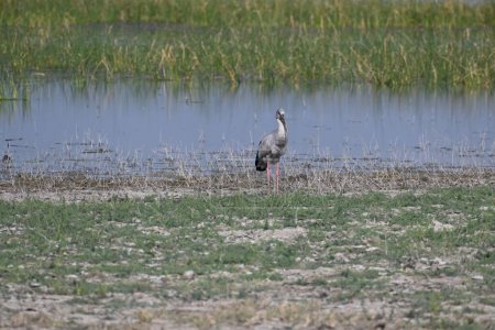An asian open bill stork is seen in the banks of a wet land lake 
