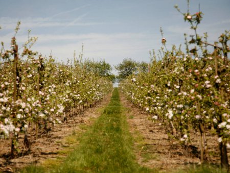 Téléchargez les photos : Sutton Valence, Kent, Angleterre : Un verger de pommiers dans un champ agricole près de la ville de Sutton Valence. La fleur de pomme est en fleurs. La vue crée des lignes convergentes se rencontrant au point focal au bout du verger. - en image libre de droit