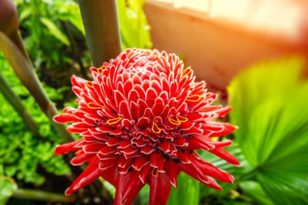 Red waratah flower in bloom with detail petals textures with afternoon golden sunlight in a garden background.