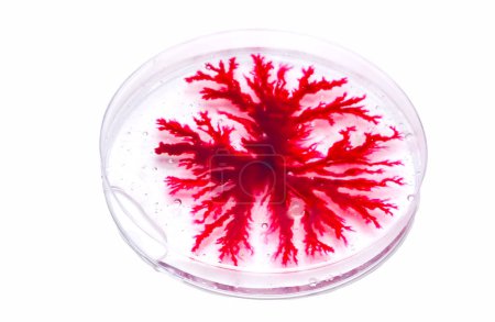 Petrischale mit rotem Agar isoliert auf weißem Hintergrund. 