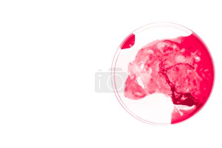 Petrischale mit rotem Agar isoliert auf weißem Hintergrund. 