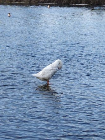 Photo for A white goose in profile in the river - Royalty Free Image