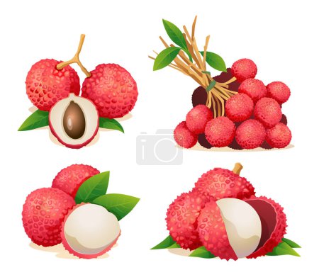 Illustration for Collection of fresh lychee fruit illustrations isolated on white background - Royalty Free Image