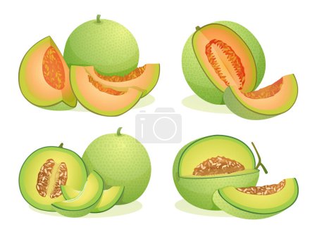 Set of various fresh melon fruits whole, half and cut slice illustration isolated on white background