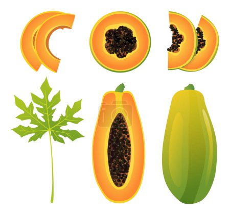 Téléchargez les illustrations : Ensemble d'illustration de papaye fraîche entière, coupée en deux, coupée en tranches et en feuilles isolée sur fond blanc - en licence libre de droit