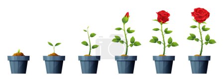 Illustration for Beautiful red rose flower growth and development stages illustration. Life cycle of rose flower - Royalty Free Image
