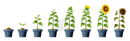 Illustration for Sunflower plant growth and development stages illustration. Life cycle of sunflower - Royalty Free Image