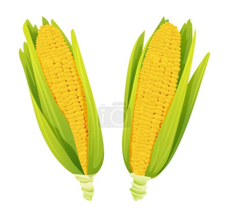 Illustration for Fresh corn ears with leaves set vector illustration - Royalty Free Image