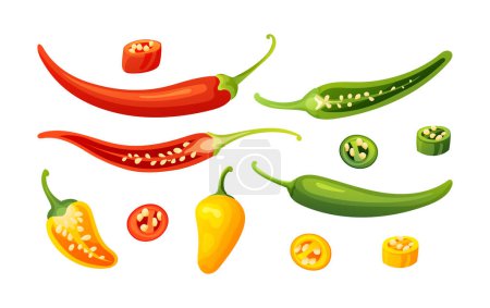 Set of different chilies whole, half and cut slices illustration isolated on white background