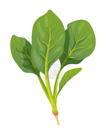 Téléchargez les illustrations : Illustration vectorielle des épinards. Légumes frais isolés sur fond blanc - en licence libre de droit