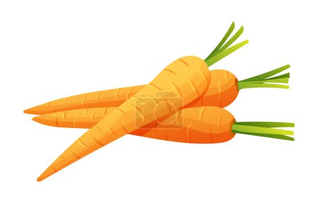 Téléchargez les illustrations : Illustration vectorielle des carottes. Légumes frais isolés sur fond blanc - en licence libre de droit